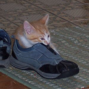 Meet your Posher, Sharon